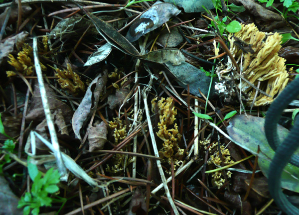 Ramaria sp.